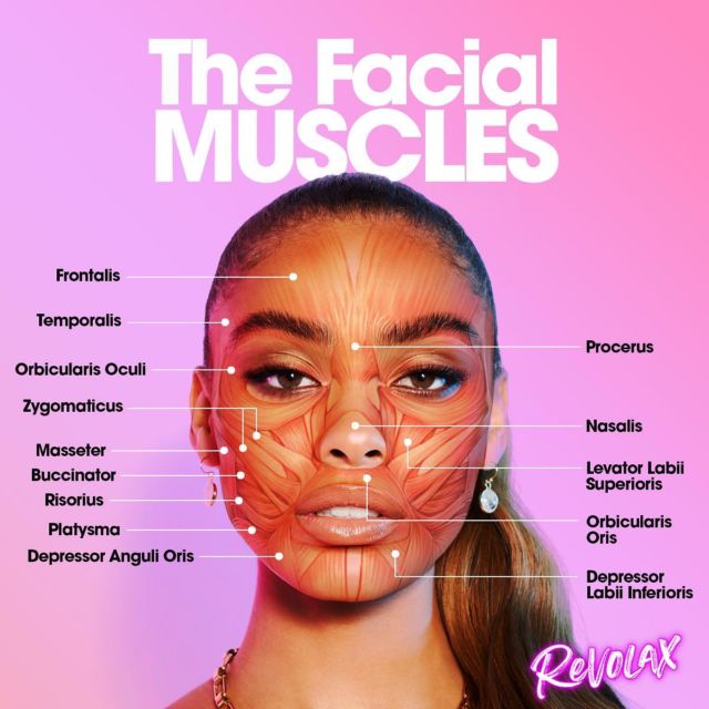 Facial Muscle Showing What Muscle Found In The Face